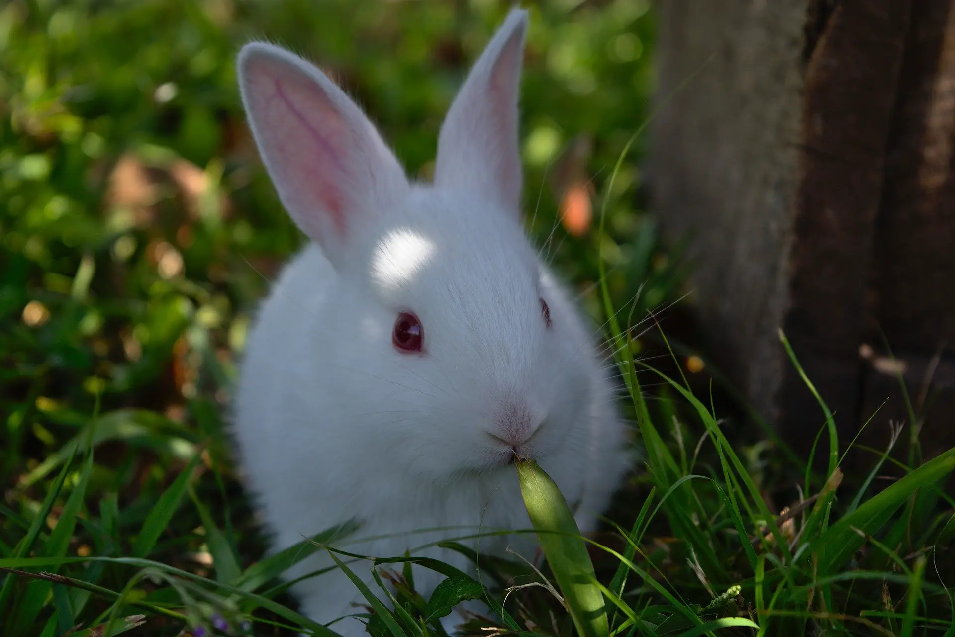 albinisme konijnen