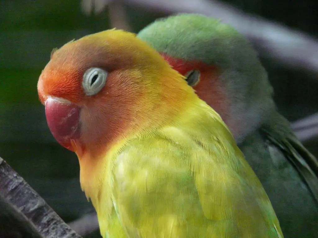 dwerg papegaai huisdier