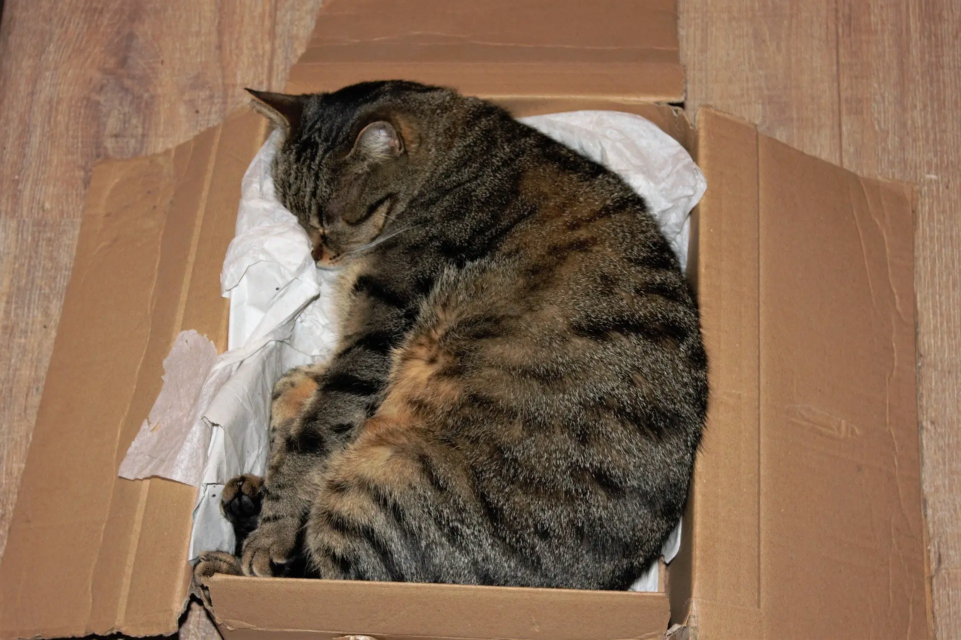 Koor hiërarchie papier Waarom houden katten van dozen? - Huisvee.nl