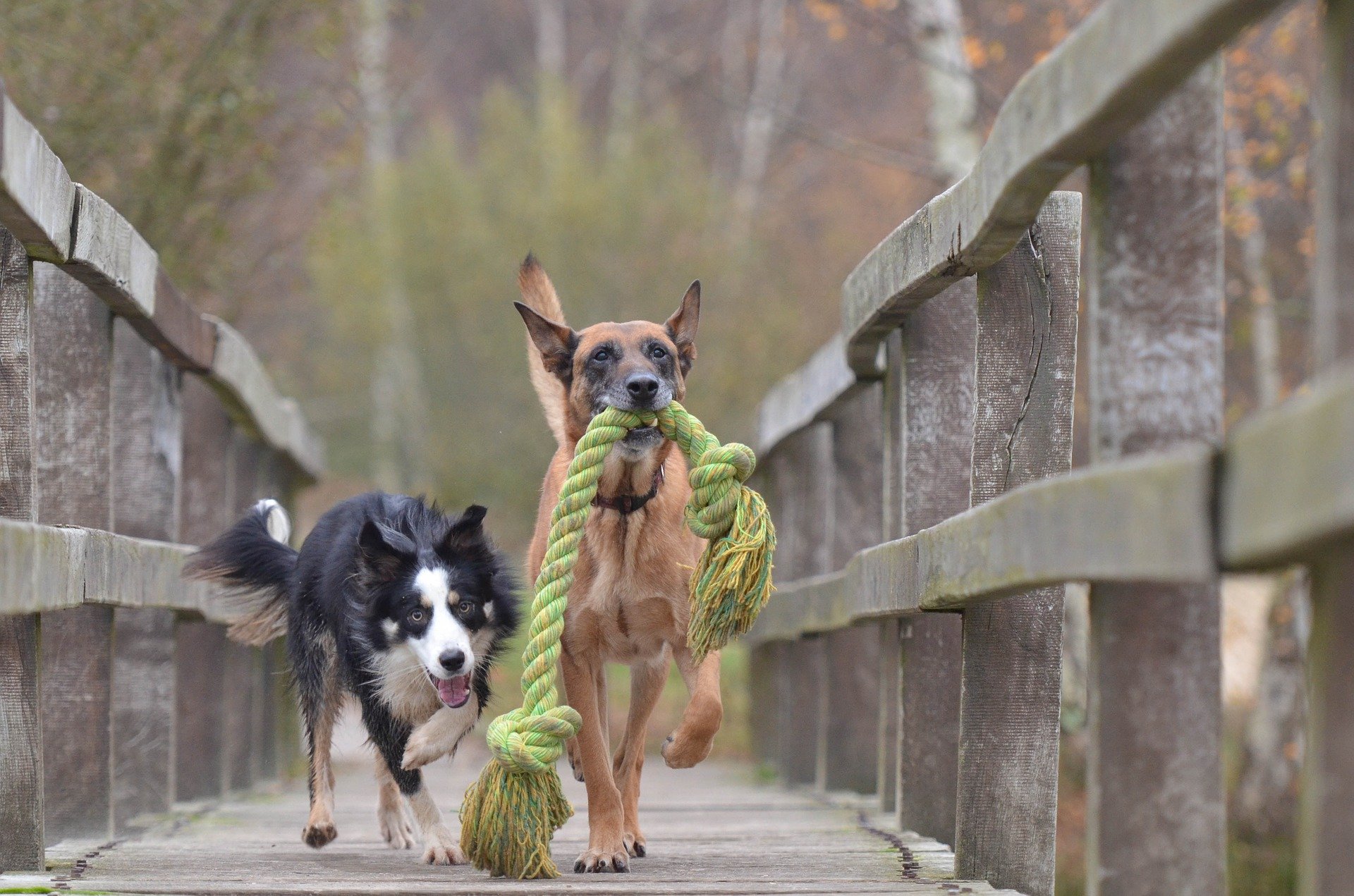 Waarom niest een hond tijdens het spelen? Huisvee.nl