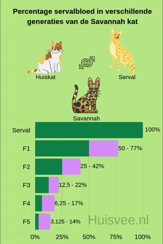 f nummers % servalbloed bij savannah katten