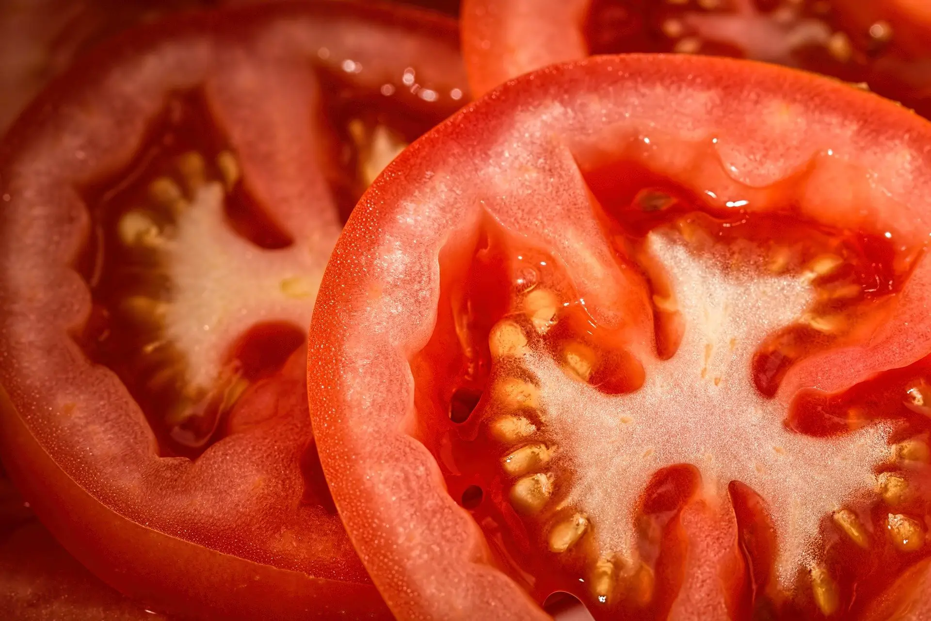 konijn tomaat gezond cavia