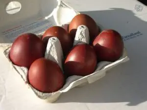 rode eieren van de marans kip