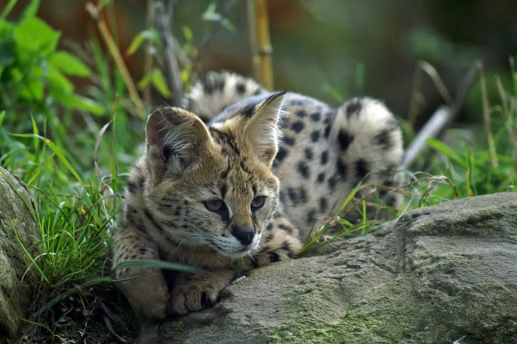 serval huisdier kat