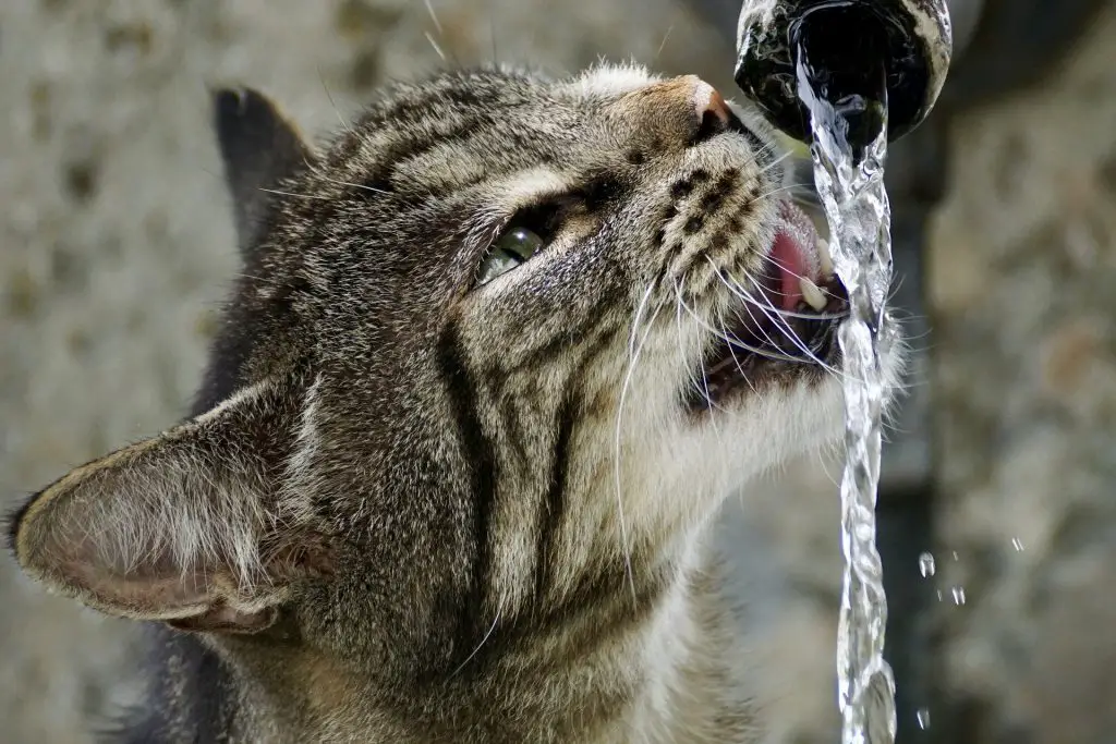 draadloze waterfontein kat